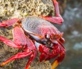 Crab Hunting Dubai