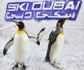 Theme Parks Dubai Ski Dubai penguins