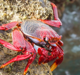 Crab Hunting Dubai