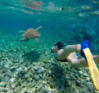 Fujairah snorkelling tour underwater with turtle