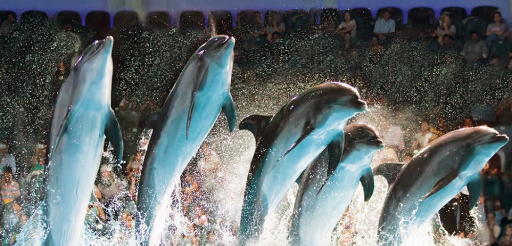 Theme Parks Dubai Dolphinarium