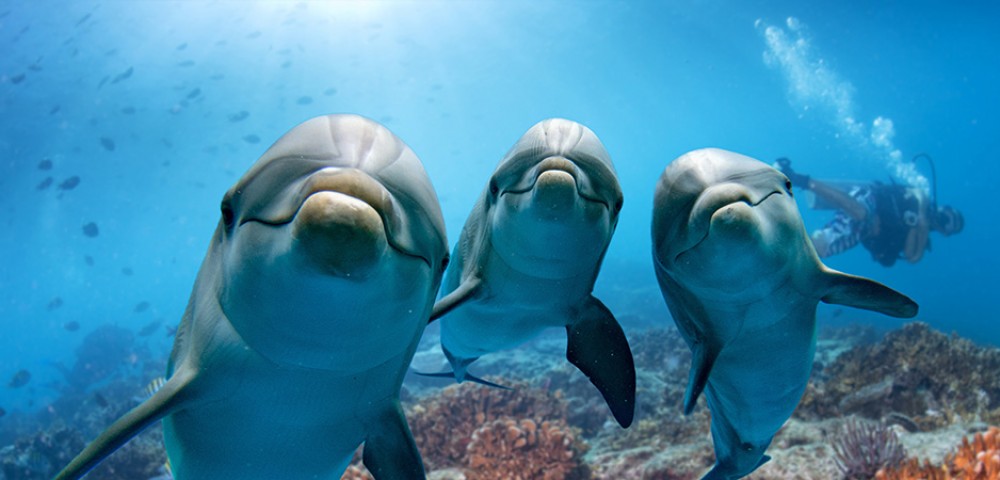 Group of people at Dubai Dolphin Encounter at Atlantis