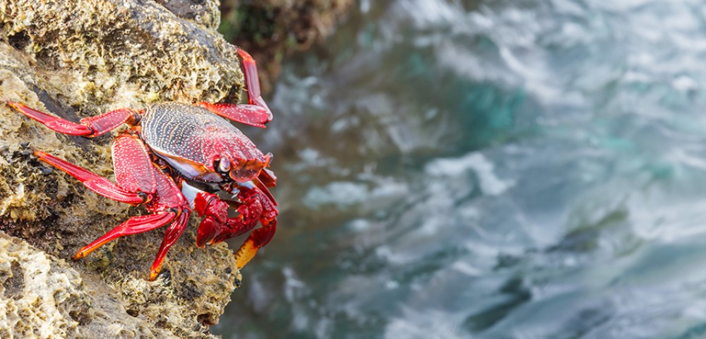 Crab Hunting Dubai