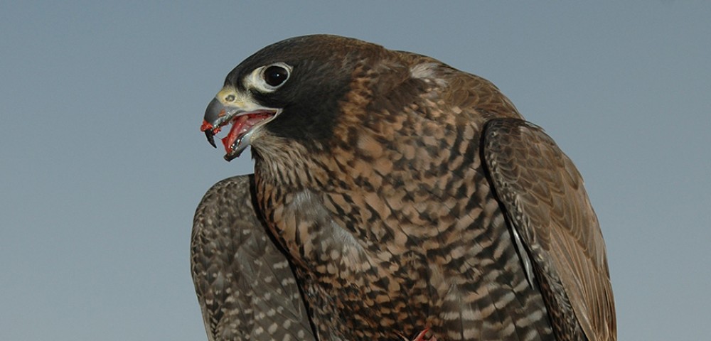 Abu Dhabi Desert Safari Tours and falcon tour