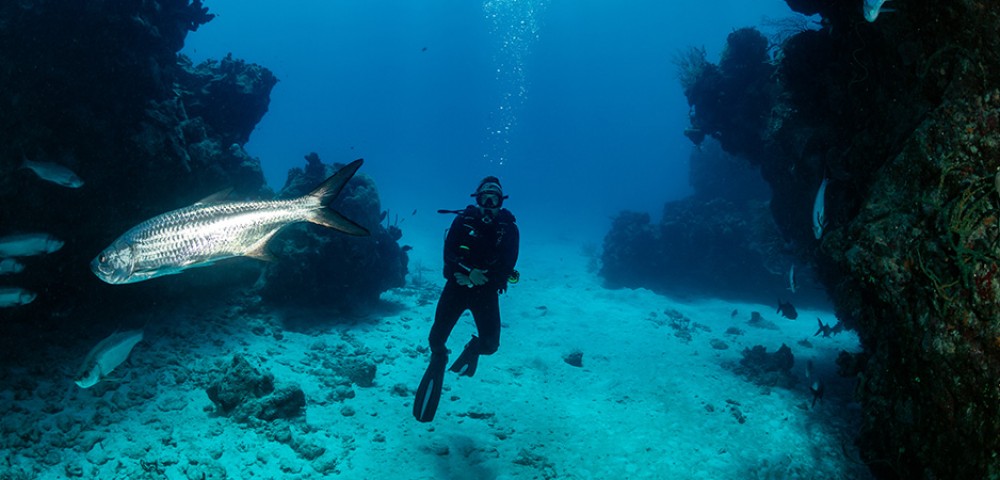 Group learning Dubai PADI Advanced Open Water Course underwater