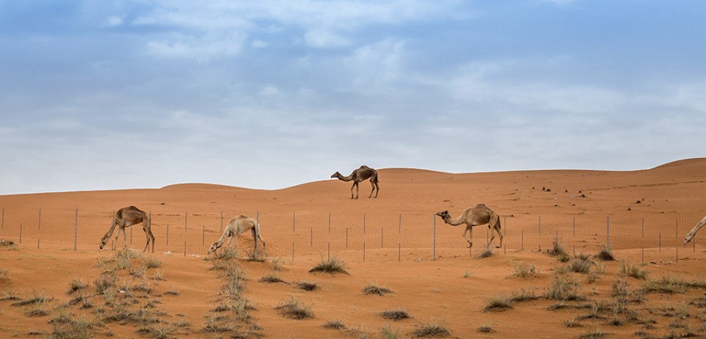 Ras Al Khaimah Desert Safari Tours with camel ride