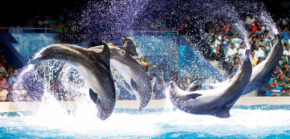 Theme Parks Dubai Dolphinarium