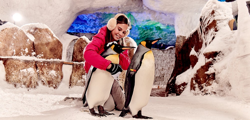 Theme Parks Dubai Ski Dubai penguins