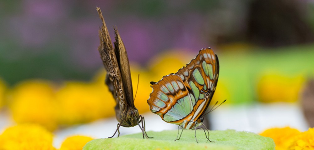 Theme Parks Dubai Dubai Butterfly Garden