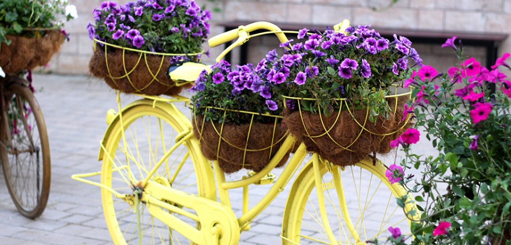 Theme Parks Dubai Miracle Garden