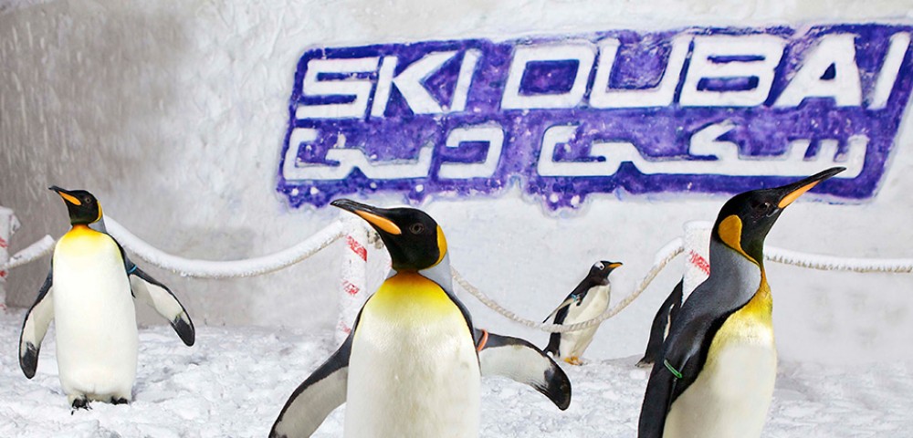 Theme Parks Dubai Ski Dubai penguins