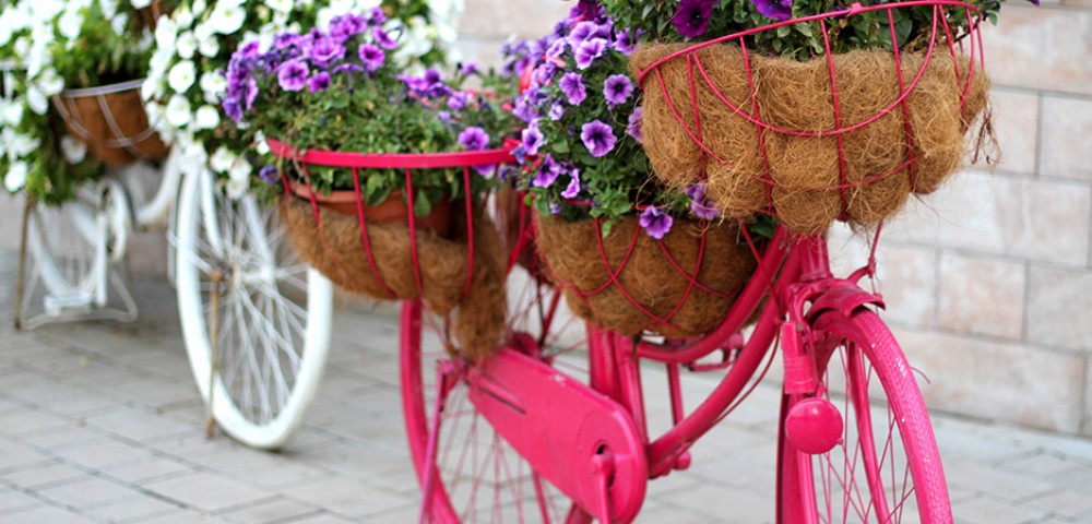 Theme Parks Dubai Miracle Garden