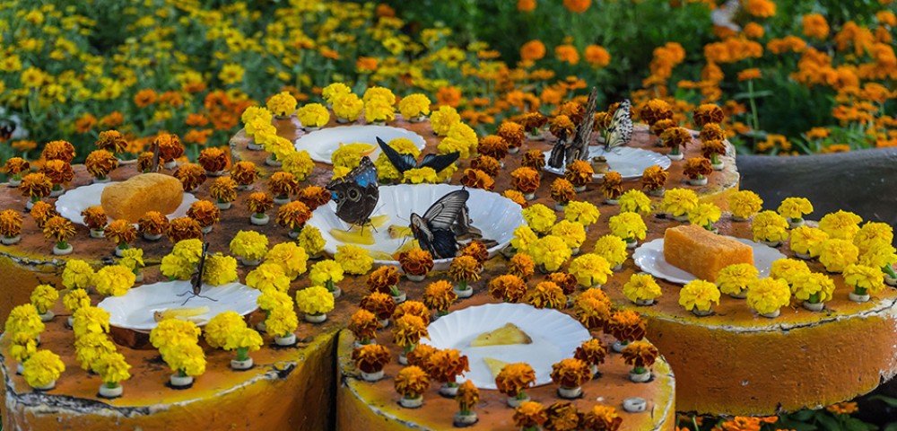 Theme Parks Dubai Dubai Butterfly Garden