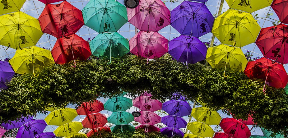 Theme Parks Dubai Miracle Garden