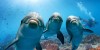 Group of people at Dubai Dolphin Encounter at Atlantis