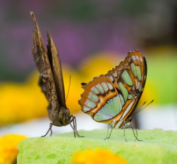 Theme Parks Dubai Dubai Butterfly Garden