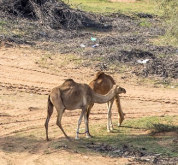 Ras Al Khaimah Desert Safari Tours with camel ride