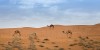 Ras Al Khaimah Desert Safari Tours with camel ride
