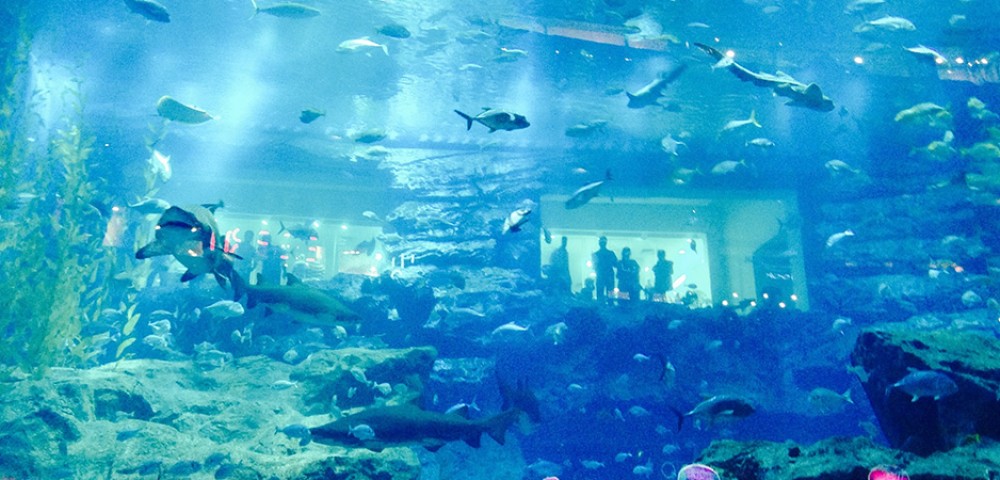 Water Parks Dubai Mall Aquarium