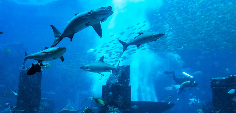 Dubai Sightseeing City Tour Combo Deals woman and kids watching the underwater zoo.