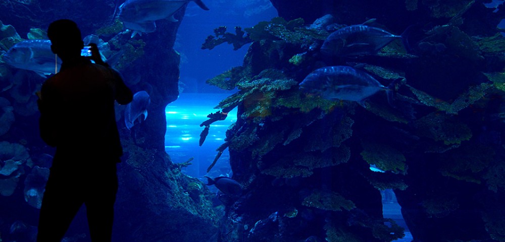 Water Parks Dubai Mall Aquarium