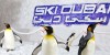 Theme Parks Dubai Ski Dubai penguins