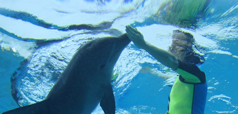 Group of people at Dubai Dolphin Encounter at Atlantis