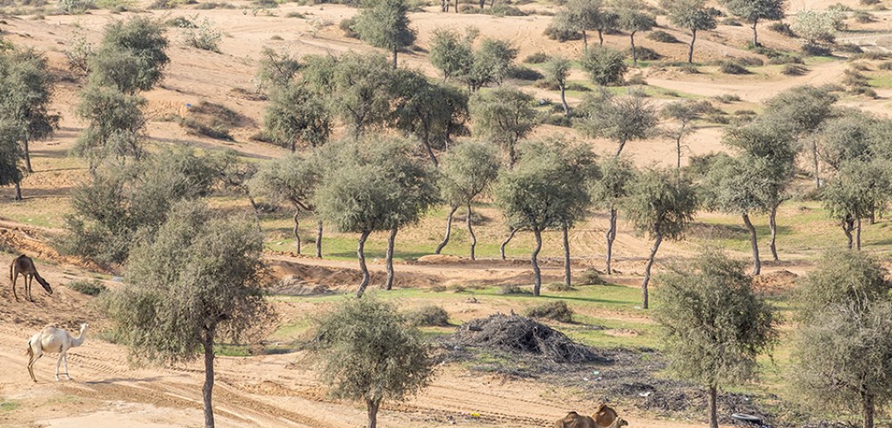 Ras Al Khaimah Desert Safari Tours with camel ride