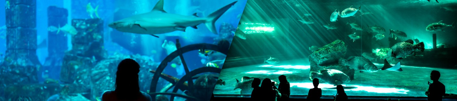 Dubai-Aquarium-With-Underwater-Zoo_Main_Banner.jpg