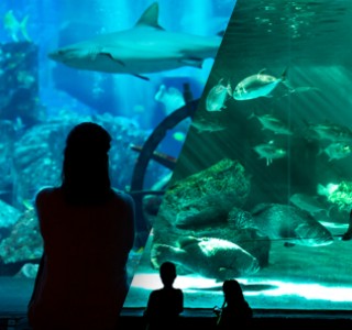 Dubai Sightseeing City Tour Combo Deals woman and kids watching the underwater zoo.