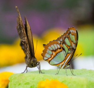 Theme Parks Dubai Dubai Butterfly Garden