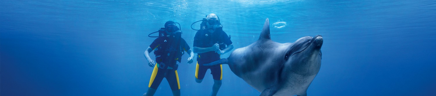 Dubai-Dolphin-Encounter-At-Atlantis_Main_Banner1.jpg