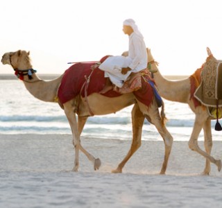 Abu Dhabi Desert Safari Tours morning camel ride