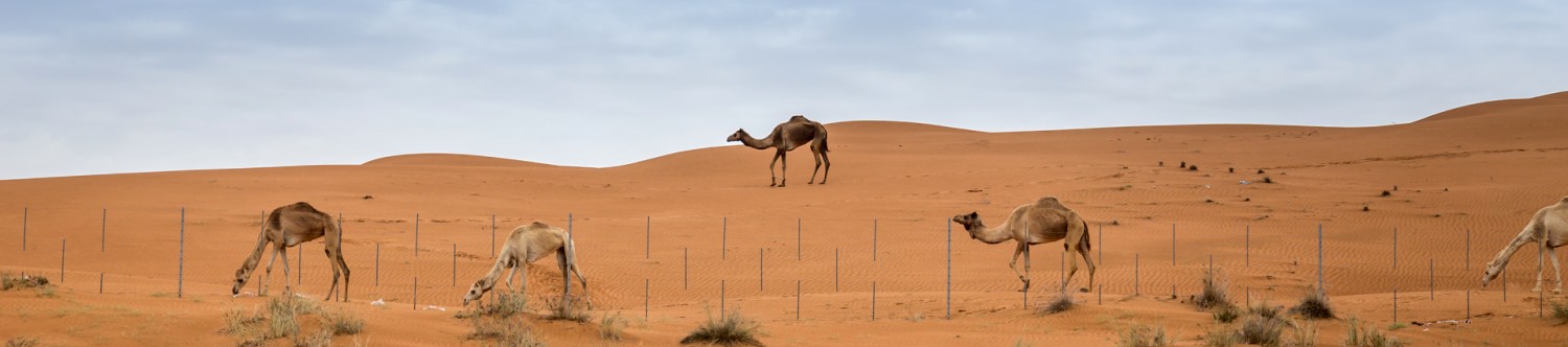 Ras-Al-Khaimah-Desert-Safari-from-Dubai_Main_Banner.jpg