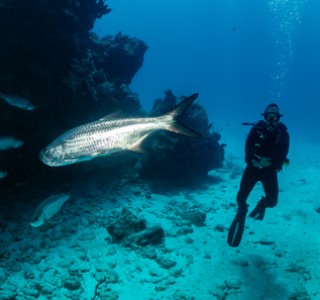 Scuba Diving Tour Dubai man under the water