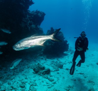 Scuba Diving Tour Dubai man under the water