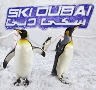 Theme Parks Dubai Ski Dubai penguins