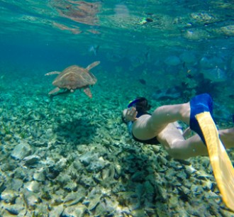 Fujairah snorkelling tour underwater with turtle