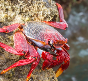 Crab Hunting Dubai