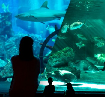 Dubai Sightseeing City Tour Combo Deals woman and kids watching the underwater zoo.