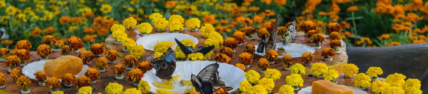 Dubai-Butterfly-Garden_Main_Banner.jpg