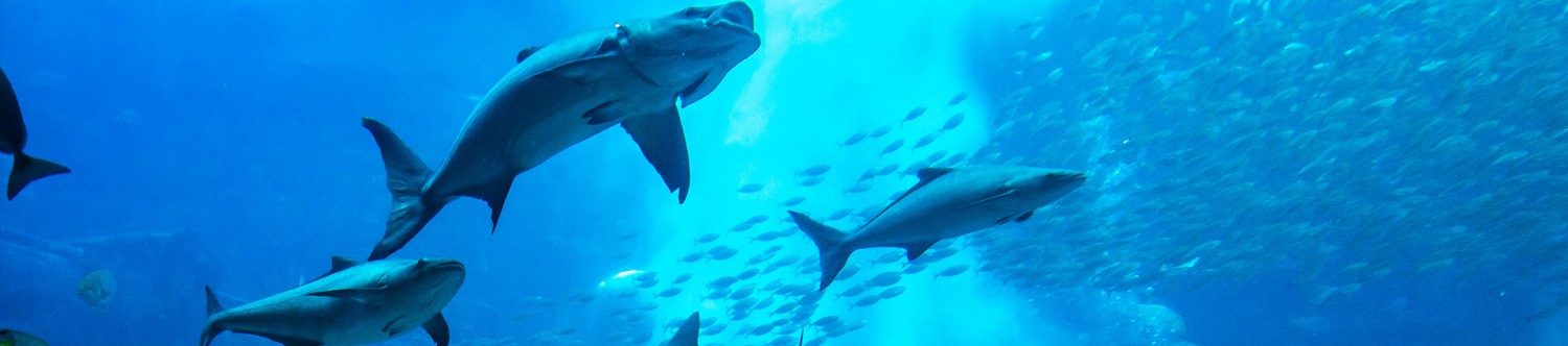 Dubai-Mall-Aquarium_Main_Banner.jpg