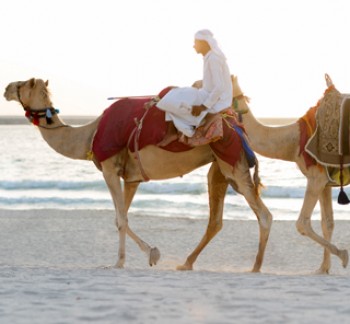 Abu Dhabi Desert Safari Tours morning camel ride