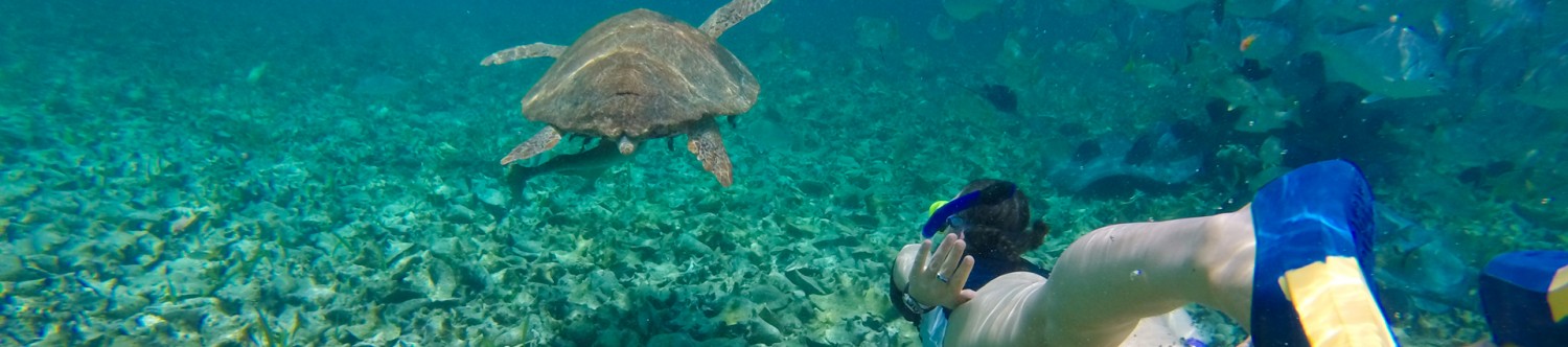 Snorkeling-Trip-At-Fujairah_Main_Banner.jpg